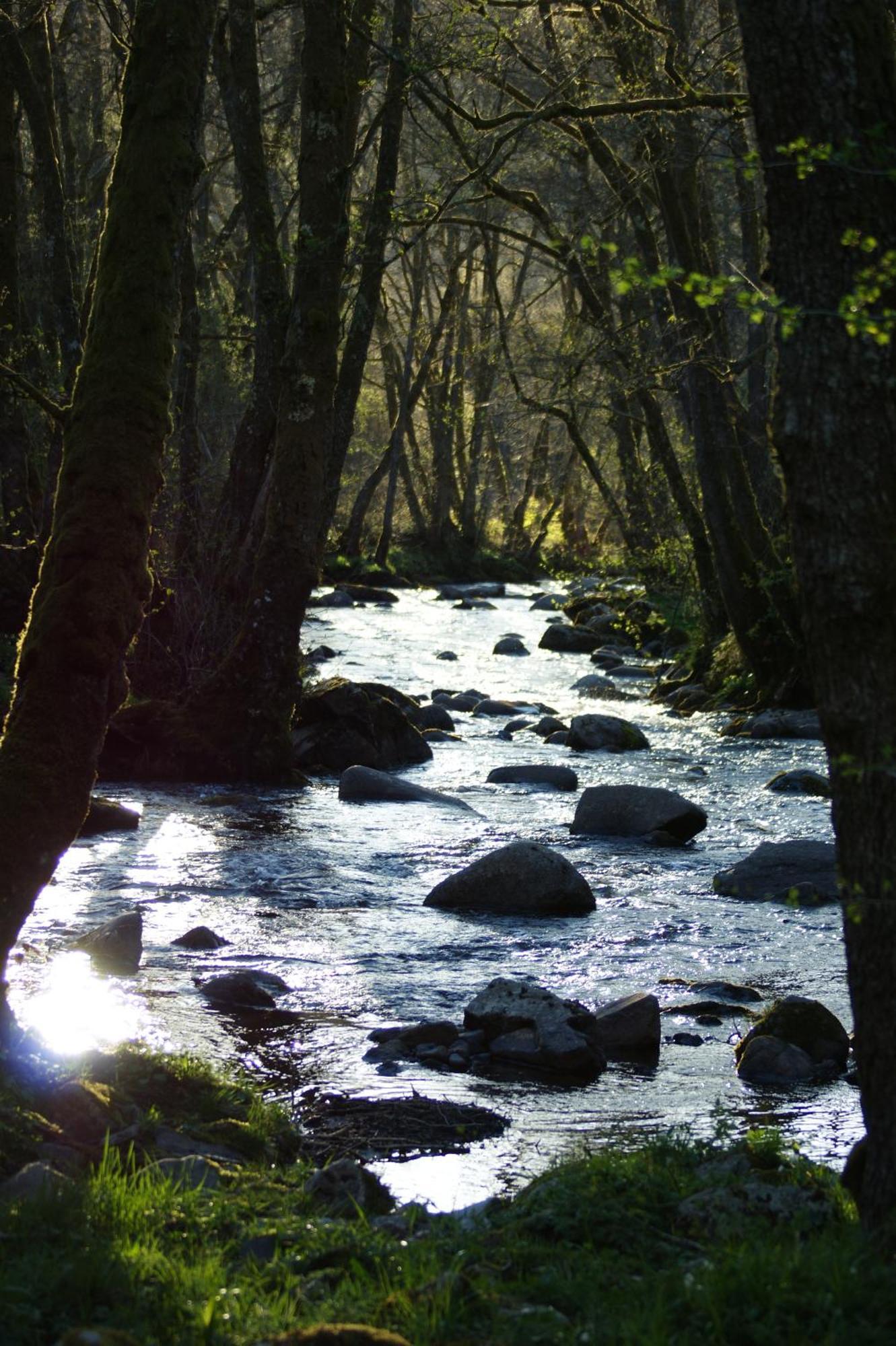 Le Gite De Chomet La Tour-dʼAuvergne Exteriör bild